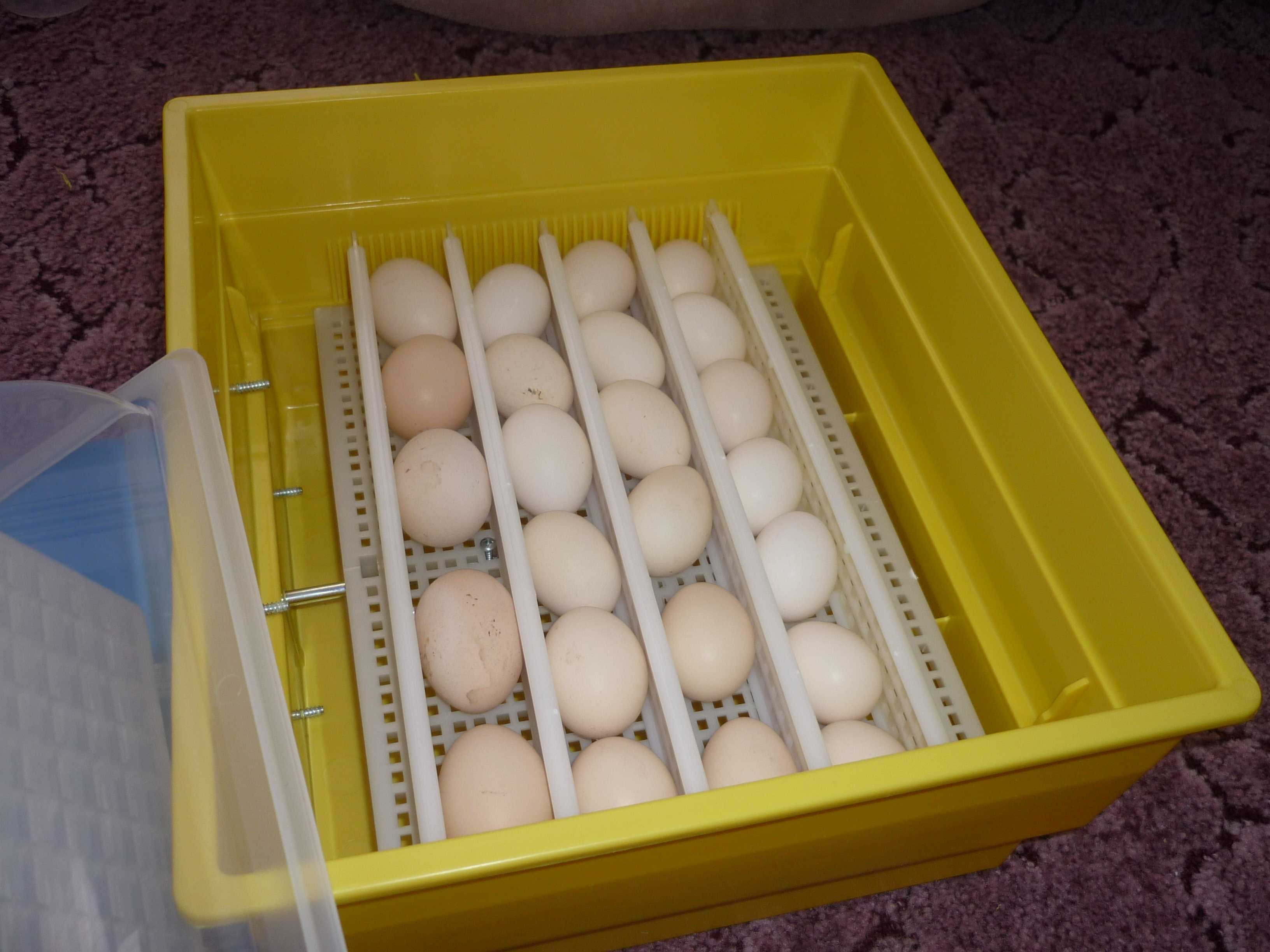 Как ухаживать за инкубатором. Инкубатор "птичий двор" Pro-60. Лоток для гусиных яиц в инкубатор. Гусиные яйца в инкубаторе. Инкубация несушек.