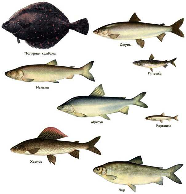 Какие рыбы на севере. Сиг семейство лососевых. Рыба сиговых пород перечень. Рыба семейства сиговых названия.