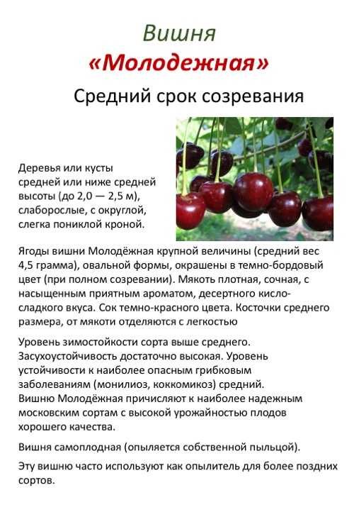 Обзор 8-ми лучших сортов вишни. рейтинг по отзывам пользователей