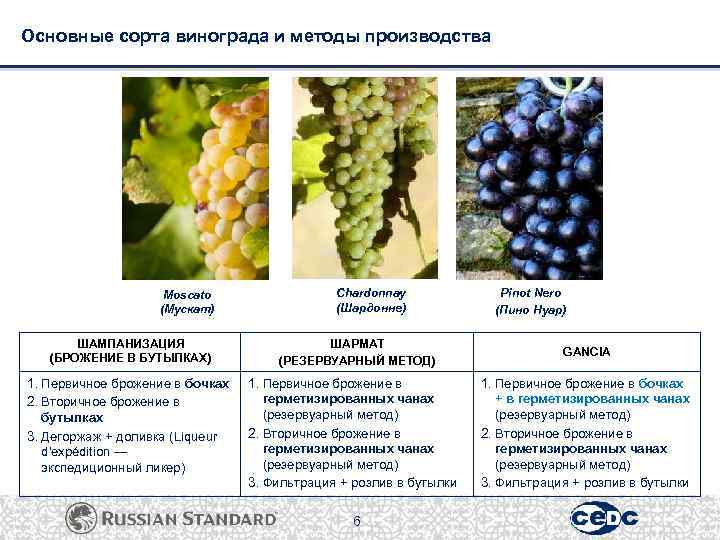Какие сорта винограда для вина