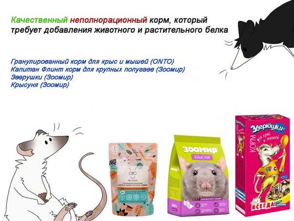 Обзор кормов для крыс: как выбрать лучший