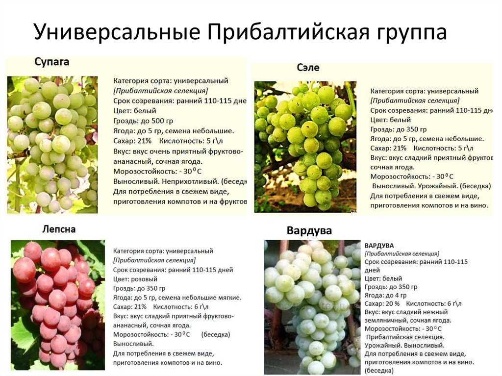 10 самых вкусных сортов винограда