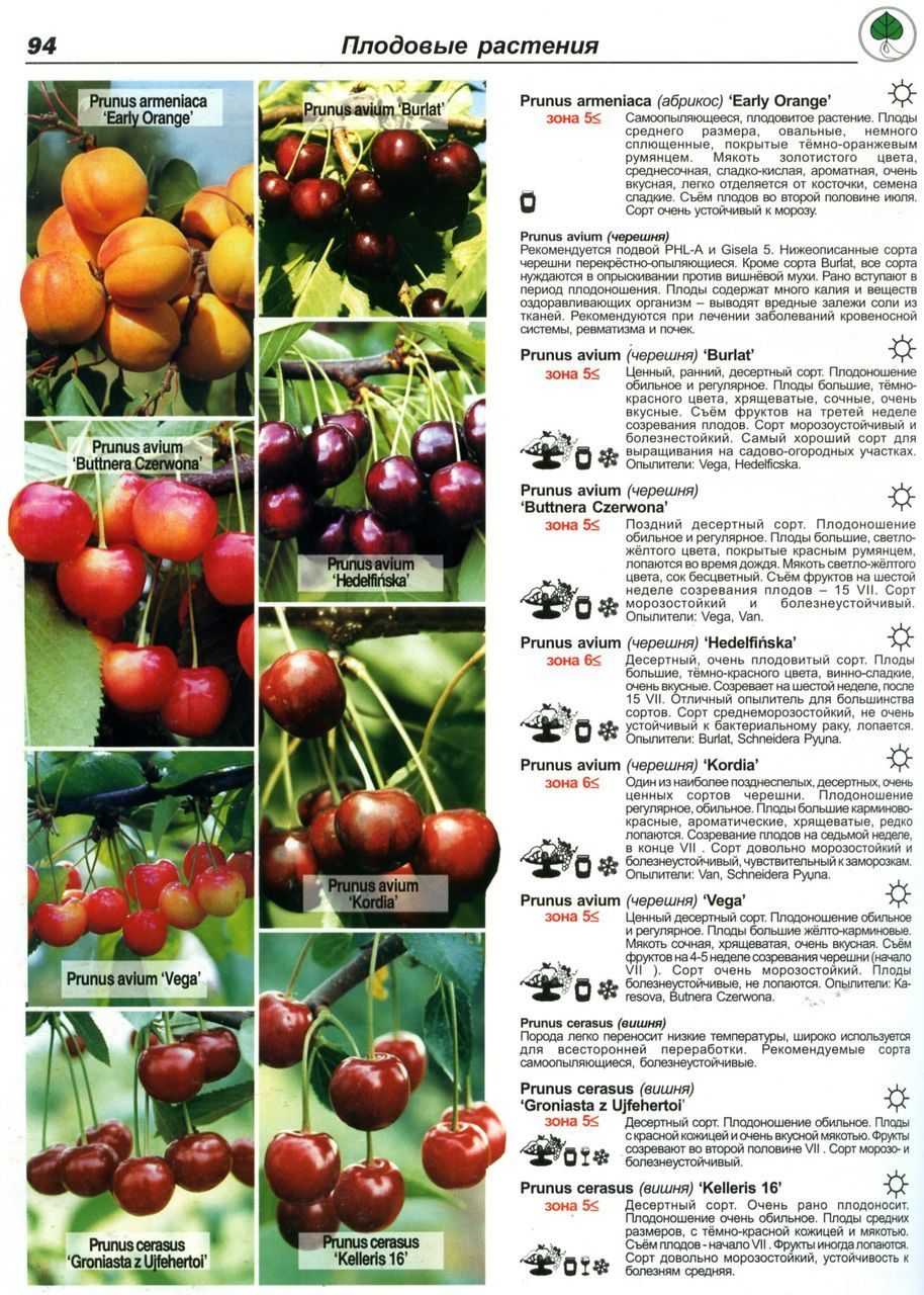 Лучшие сорта томатов черри - топ 15🍅, характеристика и описание, фото, урожайность, достоинства