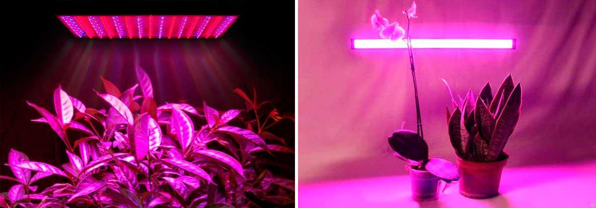 Спектр для растений - подбор ламп и цветовой температуры